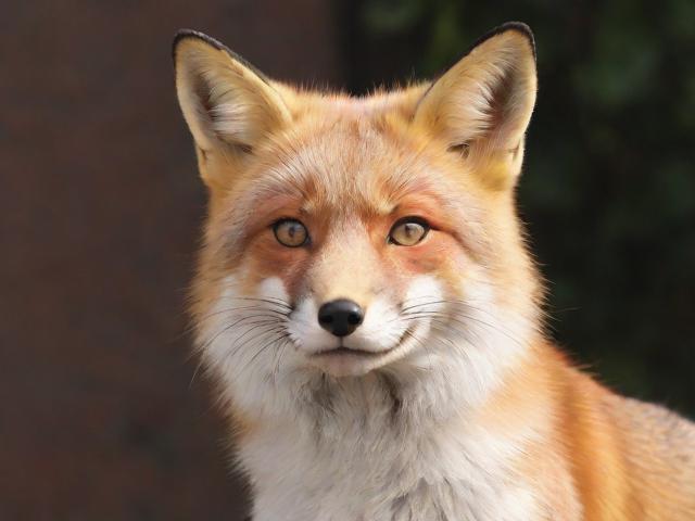 阜阳哪里治狐臭最好？专业解析阜阳治狐臭最好的选择